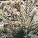 Carduus carlinoides hispanicus - Photo (c) Pablo de la Fuente Brun, algunos derechos reservados (CC BY), subido por Pablo de la Fuente Brun