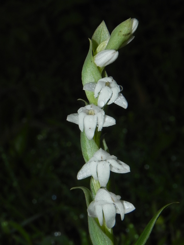 Habenaria heyneana Lindl.
