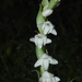 Toothbrush Orchid - Photo (c) S.MORE, some rights reserved (CC BY-NC), uploaded by S.MORE