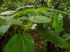Miconia octona