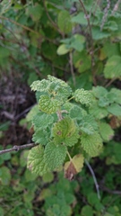 Marrubieae