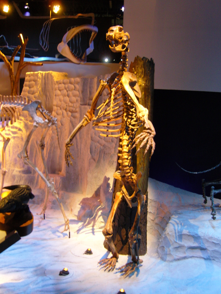 Florida Spectacled Bear