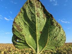 Puccinia helianthi