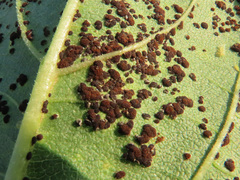Puccinia helianthi