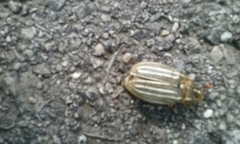 Polyphylla decemlineata