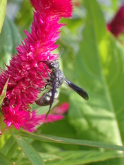 Allorhynchium chinense