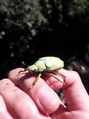 Chrysina laniventris