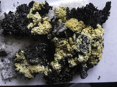 Gyalolechia bracteata