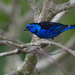 Opal-rumped Tanager - Photo (c) Joao Quental, some rights reserved (CC BY)