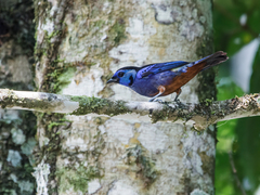 Opal-Rumped Tanager photo 4