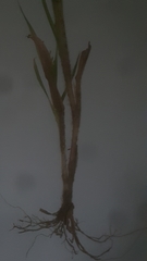 Panicum gattingeri