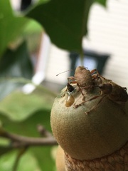 Curculio proboscideus