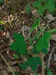 Passiflora eichleriana