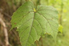 Vitis riparia