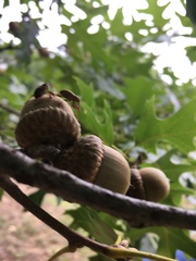 Curculio proboscideus