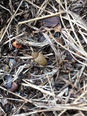 Curculio proboscideus