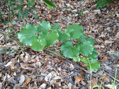 Cercis canadensis texensis