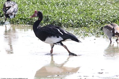 Plectropterus gambensis