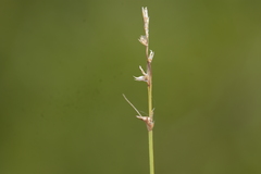 Carex sterilis
