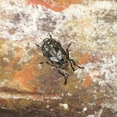 Euparius paganus