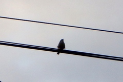 Coereba flaveola caboti