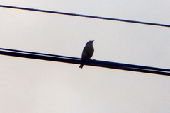 Coereba flaveola caboti