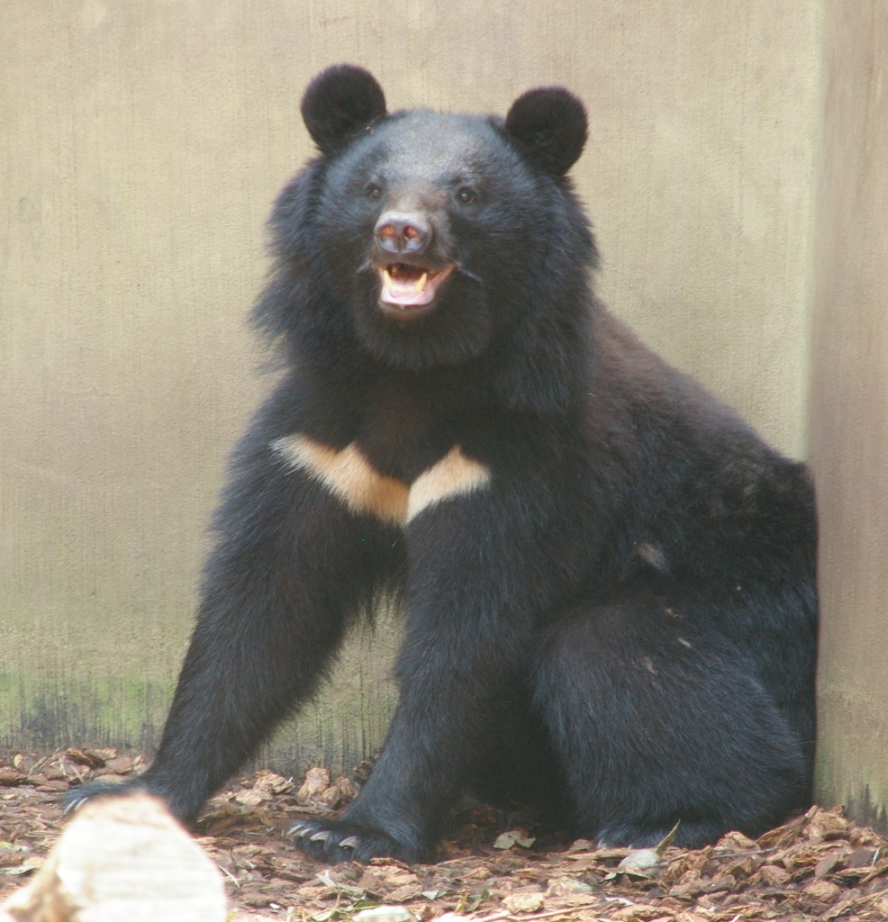 Japanese Black Bear (Ursus thibetanus japonicus) - Know Your Mammals