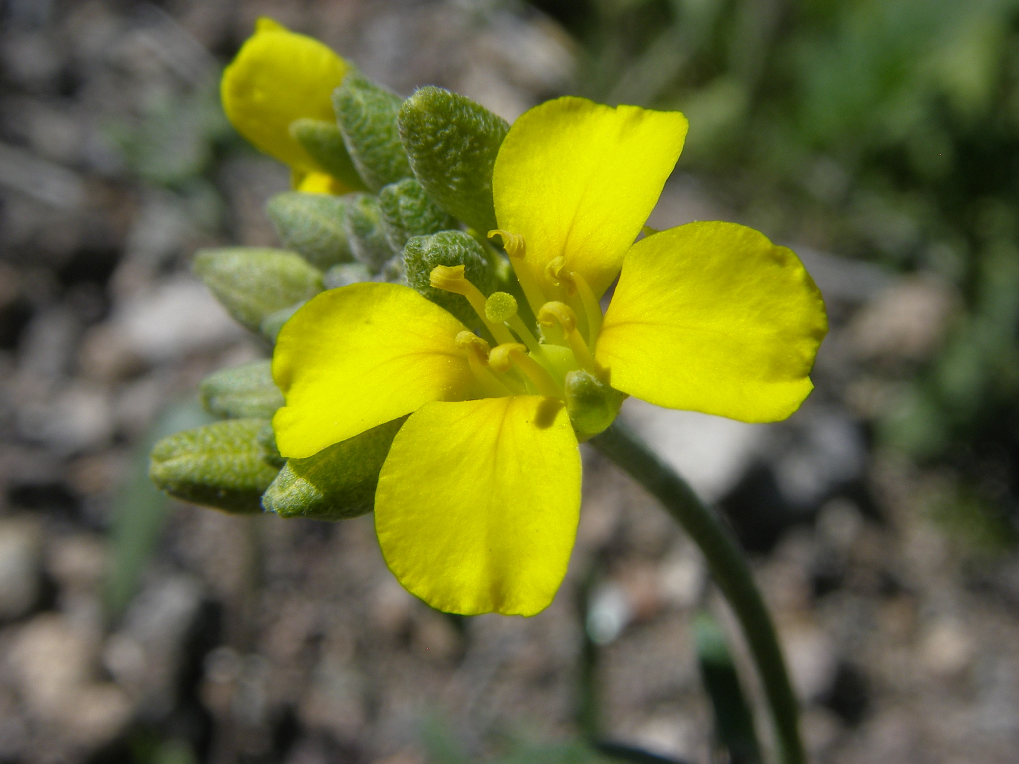 Physaria gordonii