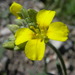 Gordon's Bladderpod - Photo (c) Anthony Mendoza, some rights reserved (CC BY-NC-SA)