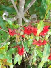 Ochnaceae