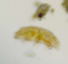 Heterotardigrada