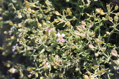 Hormathophylla spinosa