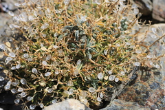 Hormathophylla spinosa