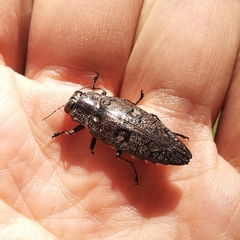 Chrysobothris stellifera