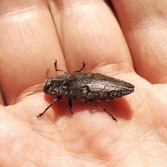 Chrysobothris stellifera