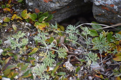 Artemisia hyperborea