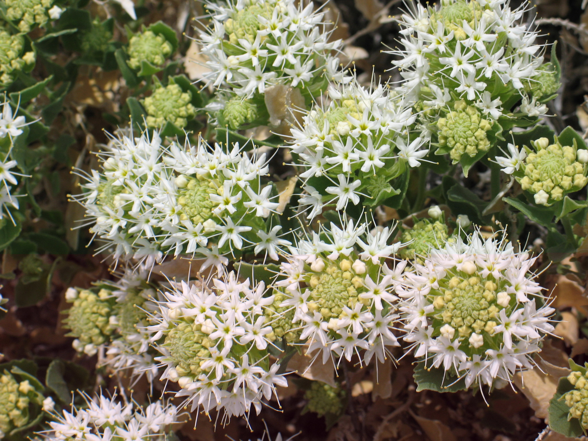 Petalonyx