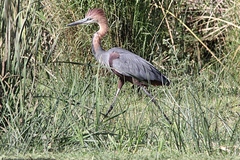 Ardea goliath