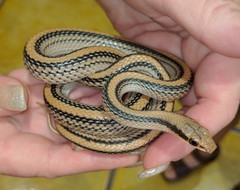 Salvadora deserticola