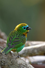 Brassy-Breasted Tanager photo 3