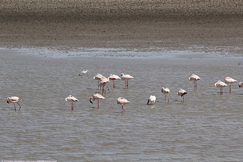 Lesser Flamingo