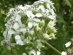 Verbesina virginica image