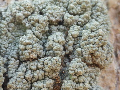 Pertusaria ostiolata