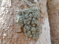 Pertusaria ostiolata