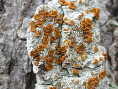 Brigantiaea leucoxantha