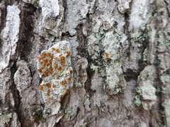 Brigantiaea leucoxantha