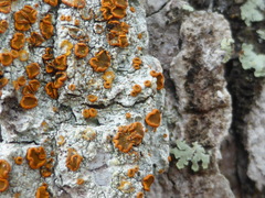 Brigantiaea leucoxantha