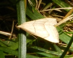 Macrochilo litophora