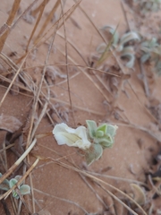 Convolvulus secundus