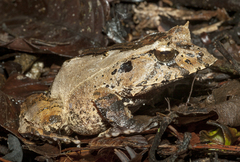 Guenther's Triangle Frog photo 2